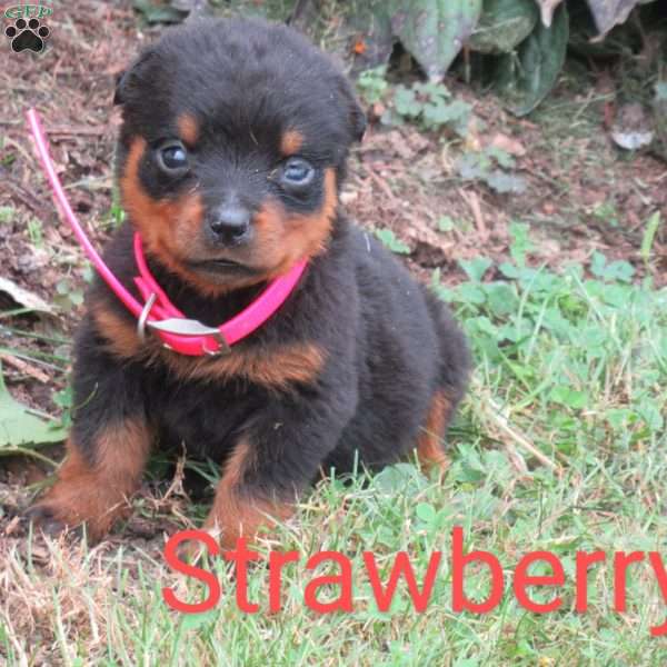 Strawberry, Rottweiler Puppy